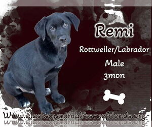 Labrottie Dogs for adoption in Anchorage, AK, USA