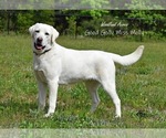 Small Photo #1 Labrador Retriever Puppy For Sale in LOUISBURG, NC, USA