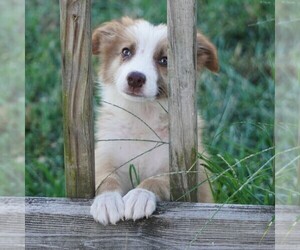 Border Collie Puppy for sale in DOUGLASS, KS, USA