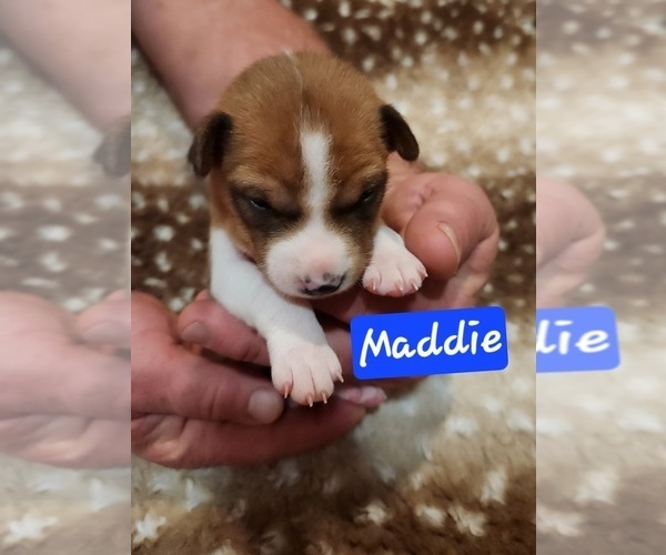 Medium Photo #13 Basenji Puppy For Sale in LOMETA, TX, USA