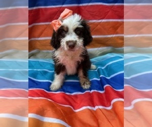 Aussiedoodle Miniature  Puppy for sale in INDIANAPOLIS, IN, USA