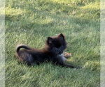 Small #2 Pomeranian