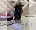 Small #2 Labrador Retriever