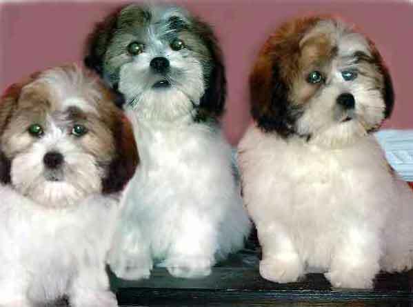 Medium Photo #1 Lhasa Apso Puppy For Sale in RIDGEVILLE, SC, USA