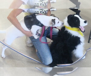 Snoopy-Low Rider - Female Pekingese-Unknown Mix Dog for Adoption - Photo #7