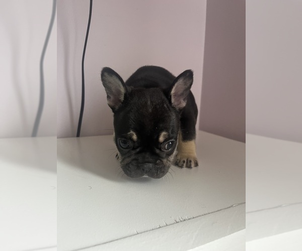 Medium Photo #5 French Bulldog Puppy For Sale in OSWEGO, IL, USA