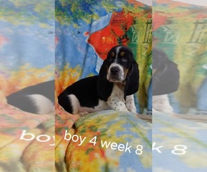 Basset Hound Puppy for sale in SAVANNAH, TN, USA
