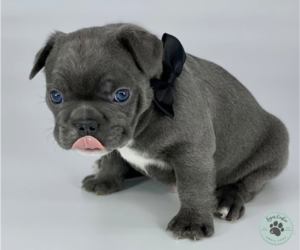 French Bulldog Puppy for sale in CYPRESS, TX, USA