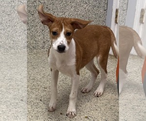 Mutt Dogs for adoption in Mechanicsburg, PA, USA