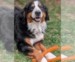 Small Photo #1 Bernedoodle-Bernese Mountain Dog Mix Puppy For Sale in ERIE, CO, USA