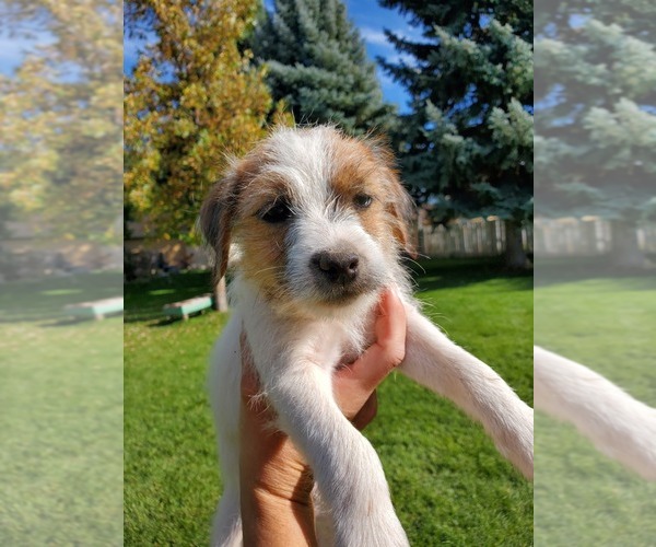 Medium Photo #16 Jack Russell Terrier Puppy For Sale in IDAHO FALLS, ID, USA