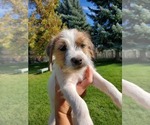 Small Photo #16 Jack Russell Terrier Puppy For Sale in IDAHO FALLS, ID, USA