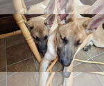 Small #9 German Shepherd Dog Mix
