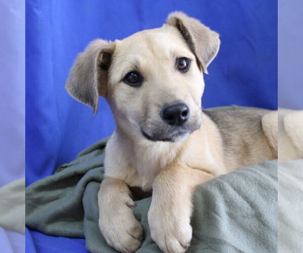 Medium Photo #2 Retriever -Unknown Mix Puppy For Sale in Minneapolis, MN, USA