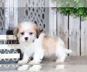 Shorkie Tzu Puppy for sale in MOUNT VERNON, OH, USA