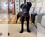Small #7 Labrador Retriever