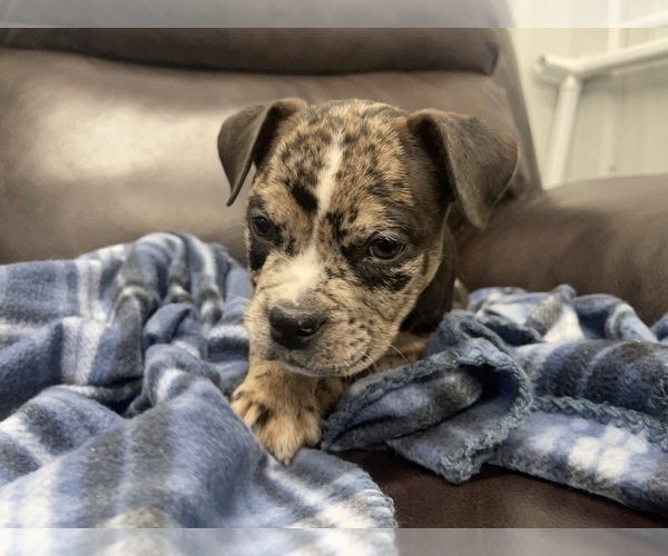 Medium Photo #79 American Bully Puppy For Sale in REESEVILLE, WI, USA