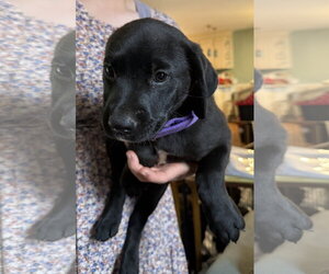 Labrador Retriever-Unknown Mix Dogs for adoption in Garner, NC, USA