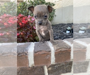 Chihuahua Puppy for sale in UNIVERSAL CITY, TX, USA