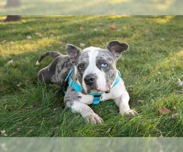 Medium Photo #7 American Pit Bull Terrier-Staffordshire Bull Terrier Mix Puppy For Sale in Princeton, MN, USA