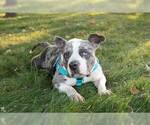 Small #6 American Pit Bull Terrier-Staffordshire Bull Terrier Mix