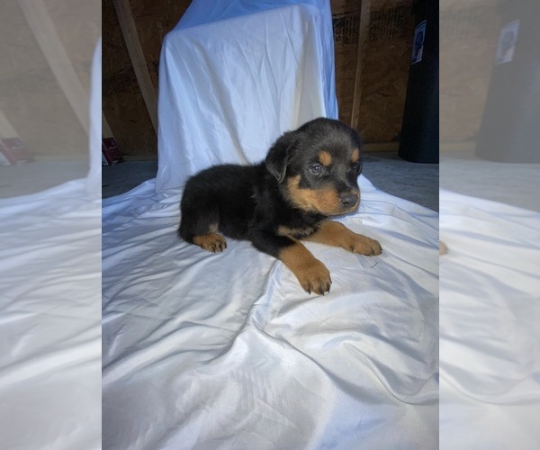 Medium Photo #5 Rottweiler Puppy For Sale in PLANT CITY, FL, USA