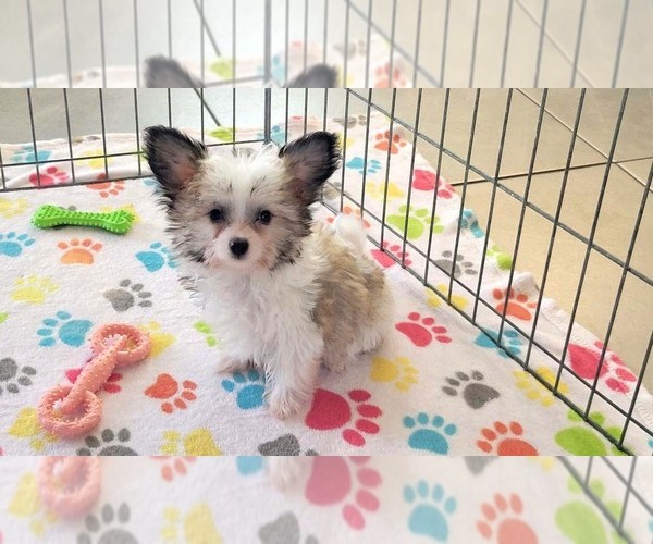 Medium Photo #8 Papitese Puppy For Sale in ORO VALLEY, AZ, USA