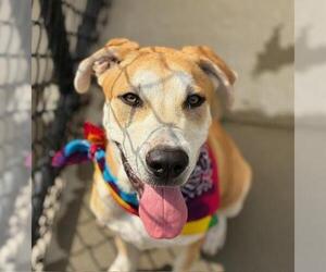 Anatolian Shepherd-Unknown Mix Dogs for adoption in Tulsa, OK, USA