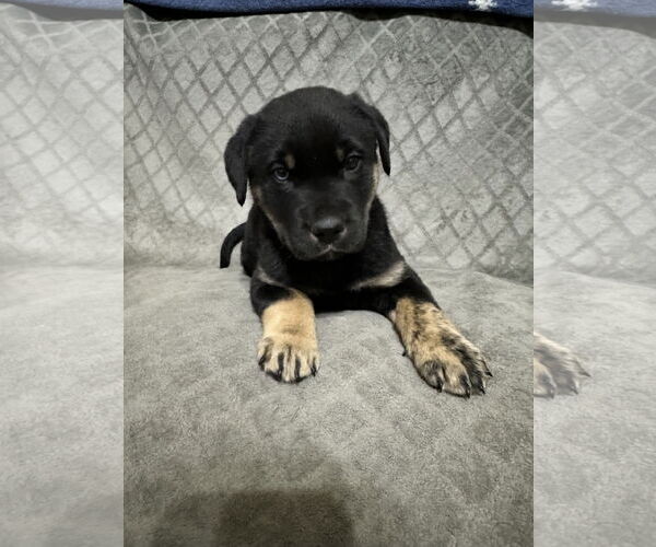 Medium Photo #3 Labrador Retriever-Unknown Mix Puppy For Sale in Ball Ground, GA, USA