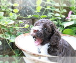 Small Photo #3 Cocker Spaniel-Poodle (Miniature) Mix Puppy For Sale in DUBARD, MS, USA