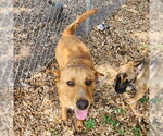 Small #2 Labrador Retriever-Retriever  Mix