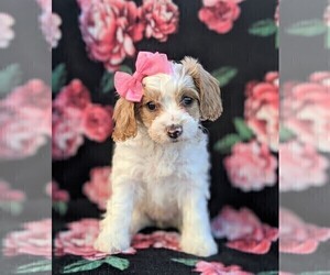 Cavachon-Poodle (Miniature) Mix Puppy for sale in BIRD IN HAND, PA, USA