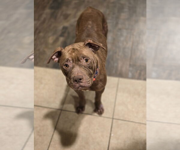 Medium Photo #19 American Staffordshire Terrier Puppy For Sale in Rosenberg, TX, USA