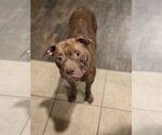 Small #18 American Staffordshire Terrier