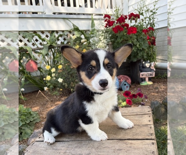 Medium Photo #4 Pembroke Welsh Corgi Puppy For Sale in MIDDLEBURY, IN, USA