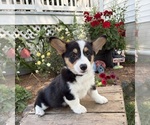 Small #3 Pembroke Welsh Corgi
