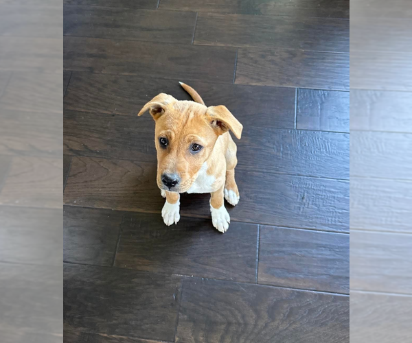 Medium Photo #11 Mutt Puppy For Sale in Holly Springs, NC, USA