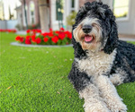 Small Photo #1 Bernedoodle (Miniature) Puppy For Sale in PEORIA, AZ, USA