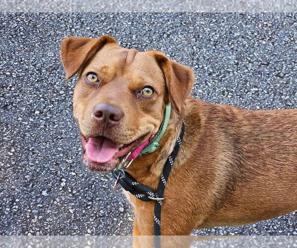 Medium Photo #4 Mutt Puppy For Sale in Calhoun, GA, USA