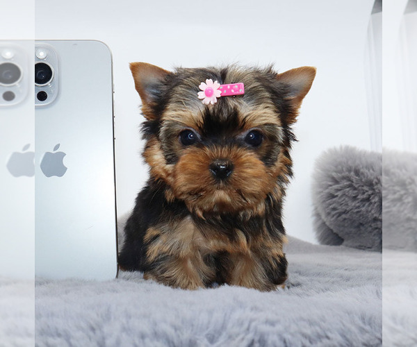 Medium Photo #3 Yorkshire Terrier Puppy For Sale in LOS ANGELES, CA, USA