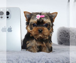 Small #2 Yorkshire Terrier