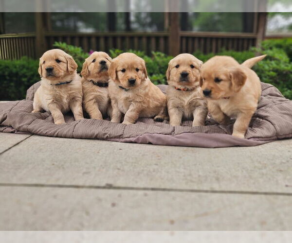 Medium Photo #2 Golden Retriever Puppy For Sale in PRINCEVILLE, IL, USA