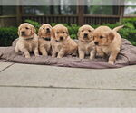 Small #1 Golden Retriever
