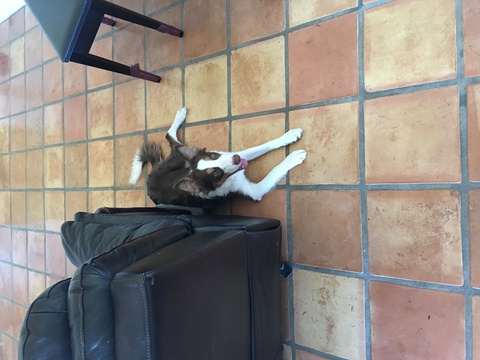 Medium Photo #1 Border Collie Puppy For Sale in TUCSON, AZ, USA