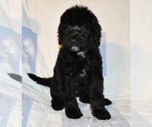 Labradoodle Puppy for sale in ASPERMONT, TX, USA