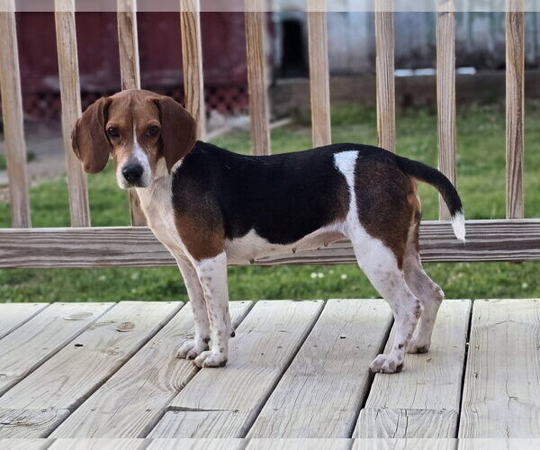 Medium Photo #3 Beagle Puppy For Sale in Social Circle, GA, USA