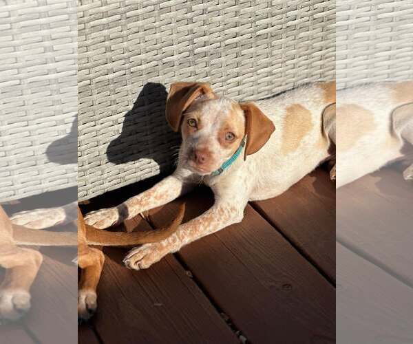 Medium Photo #7 Chihuahua-Unknown Mix Puppy For Sale in Westwood, NJ, USA