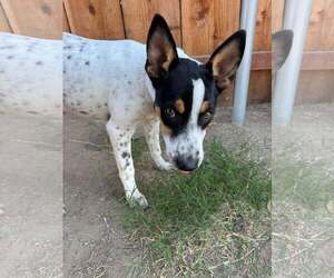 Luna - Female Mutt Dog for Adoption - Photo #2