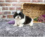 Small #1 Shih Tzu