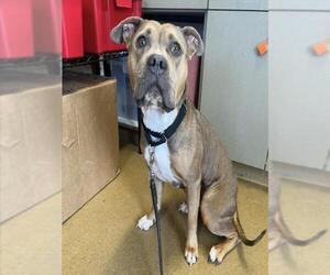 American Staffordshire Terrier-Unknown Mix Dogs for adoption in San Antonio, TX, USA